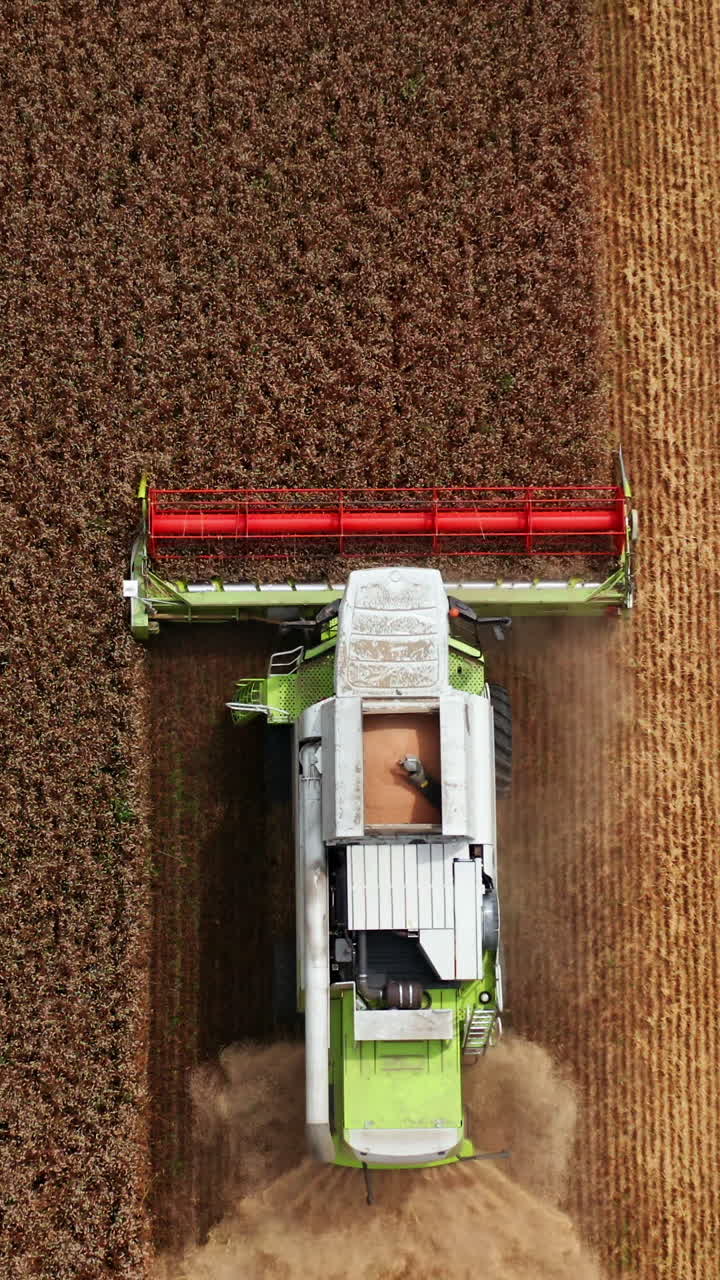 Dry golden wheat being cut by the modern combine harvester. Flying over the machine working in the farmland. Top view. Vertical video