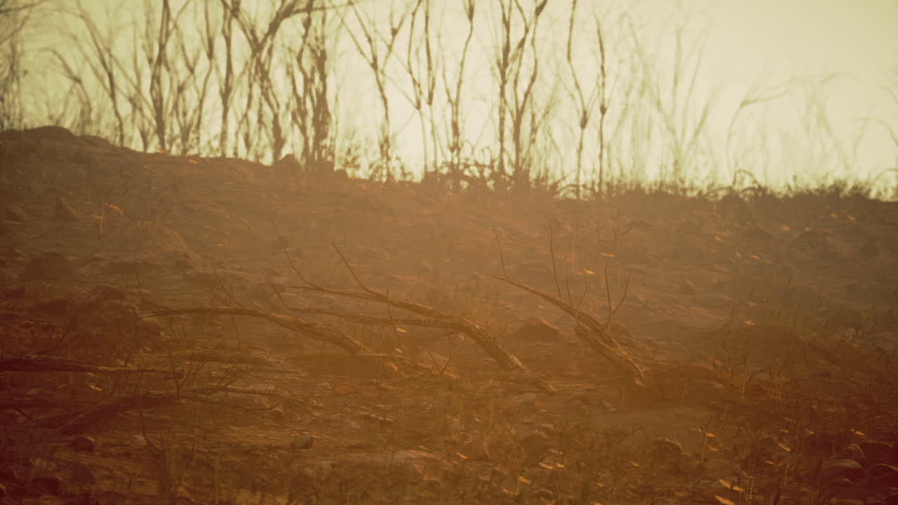 Dried landscape reveals effects of fire in remote wilderness area
