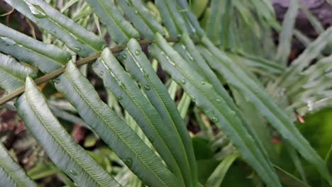 beautiful slow motion footage of fern with green color