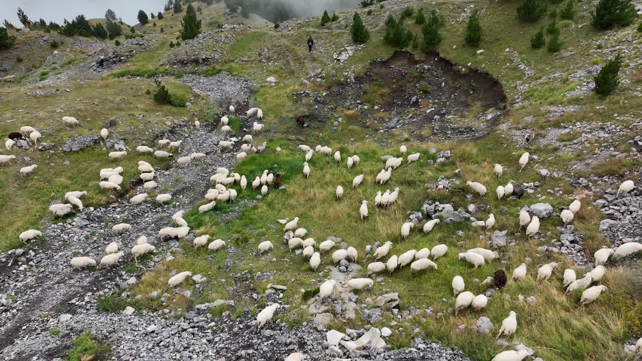 Aerial View Of Flock Of Sheep Going Up On The Hill In Theth, Shkoder County, Albania.