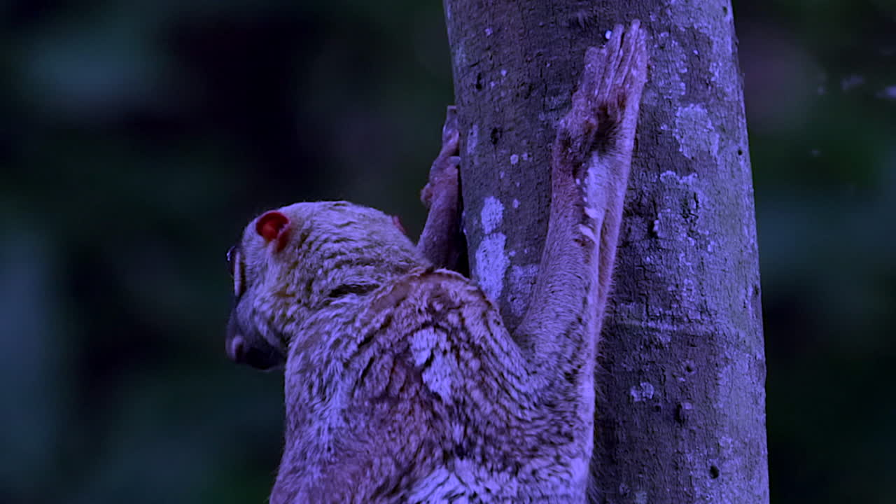 colugo moviendo la cabeza mientras se aferraba a un árbol en un pequeño parque natural en singapur por la noche - toma de primer plano