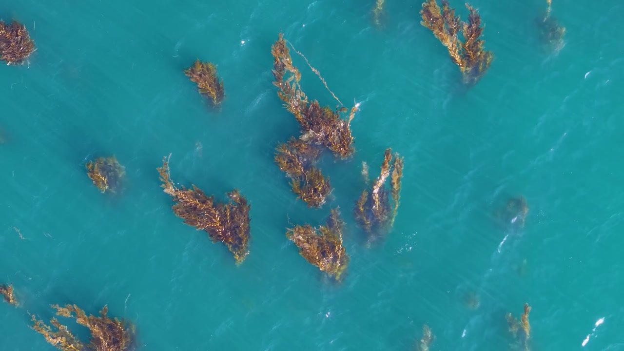 Pacific Ocean California Kelp forest aerial view