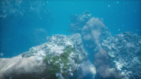 a close-up view of a coral reef underwater