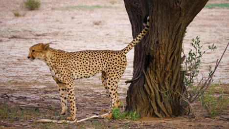 male cheetah marking his territory on tree in south africa