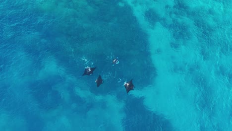 a group of beautiful manta rays swimming by the surface of the blue waves of fiji - top view