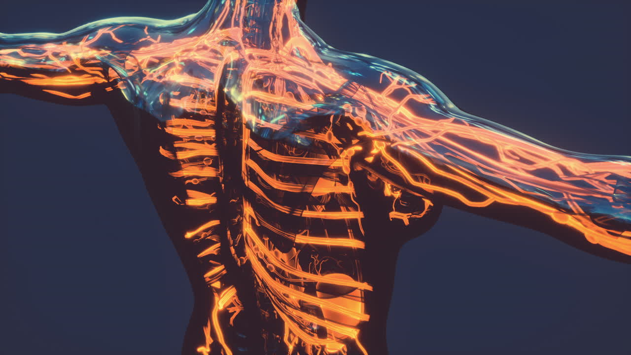 적혈구가 혈관 안으로 흐릅니다.