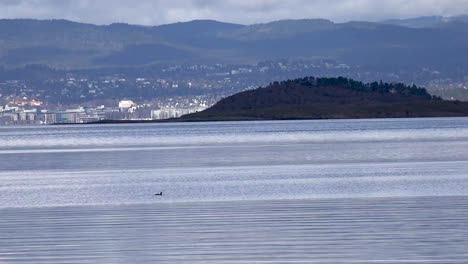 Bird-swimming-in-foreground-sea-with-birds-in-background-and-city