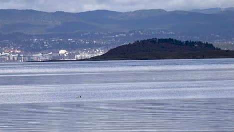 pájaro nadando en el primer plano mar con pájaros en el fondo y la ciudad