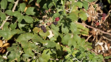 Closeup-young-female-hand-picking-ripe-wild-blackberries-from-forest-bush-under-bright-sunshine