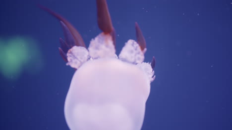 jellyfish in an aquarium