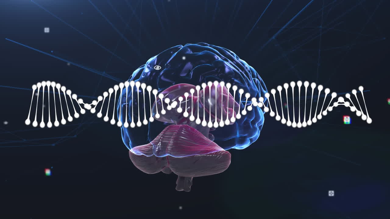 animación de una cadena de adn girando sobre el cerebro humano