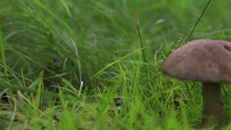 Hongo-De-La-Familia-Leccinum-Que-Crece-Aislado-Dentro-De-Un-Bosque-Sobre-Hierba-A-Principios-Del-Verano-En-Suecia-1