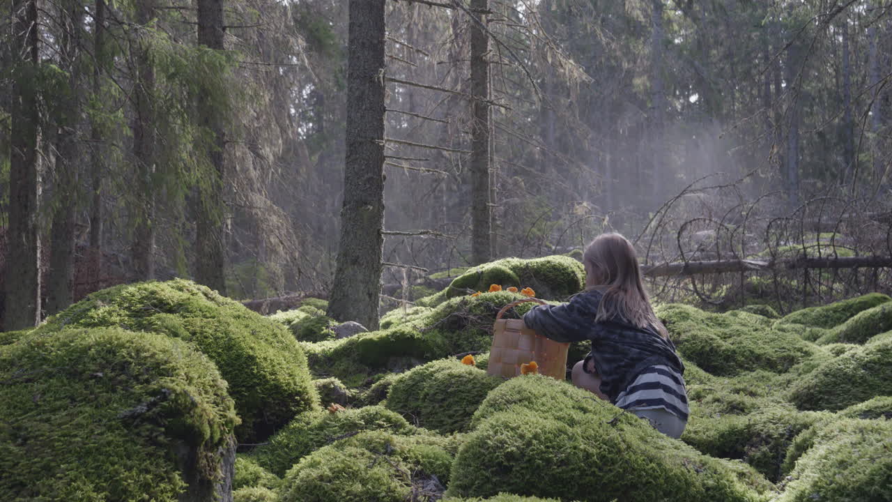 어린 소녀는 버섯을 수집하고 이끼 숲에 무릎을 꿇고 살구를 고릅니다.