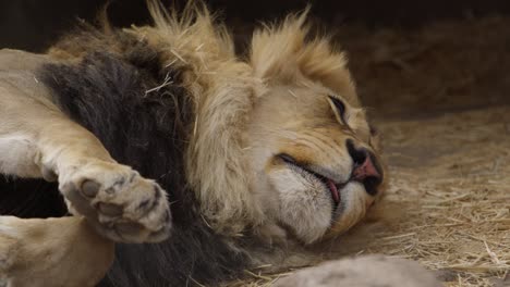 Löwe-Passt-Sich-In-Seiner-Schlafzeitlupe-An