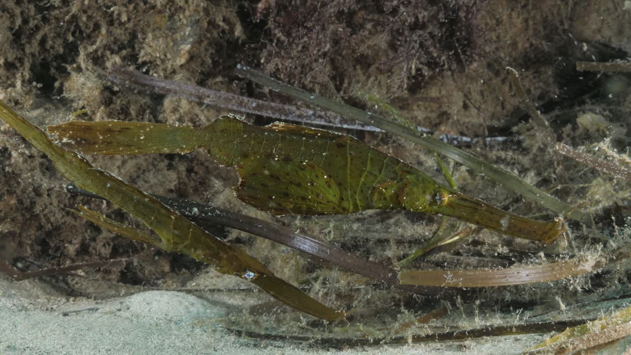 un par de robustos peces aguja fantasma solenostomus cyanopterus imitan las praderas marinas para camuflarse y defenderse contra los depredadores.