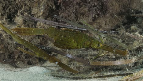 pair of robust ghost pipefish solenostomus cyanopterus mimic the seagrass for camouflage as defence against predators