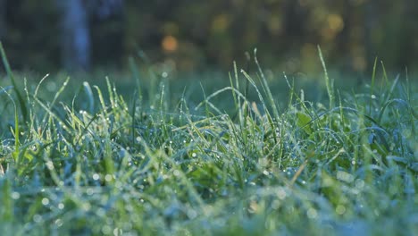 close-up of dewy grass in the morning sunlight