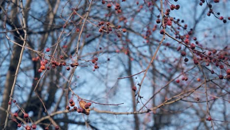 tree branches with small brown crab apples sway in wind
