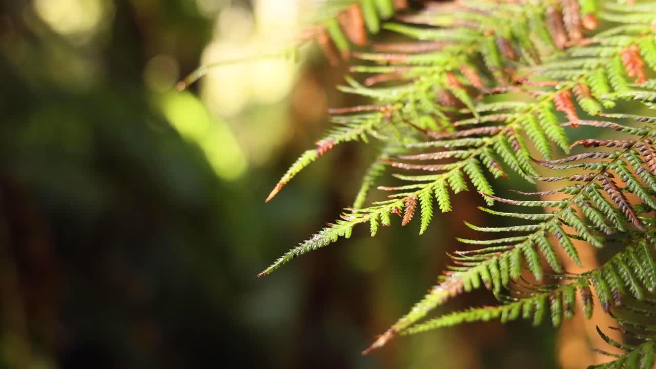 primer plano de una hoja de helecho en un entorno de selva tropical