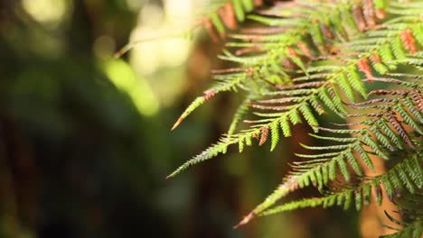 primer plano de una hoja de helecho en un entorno de selva tropical