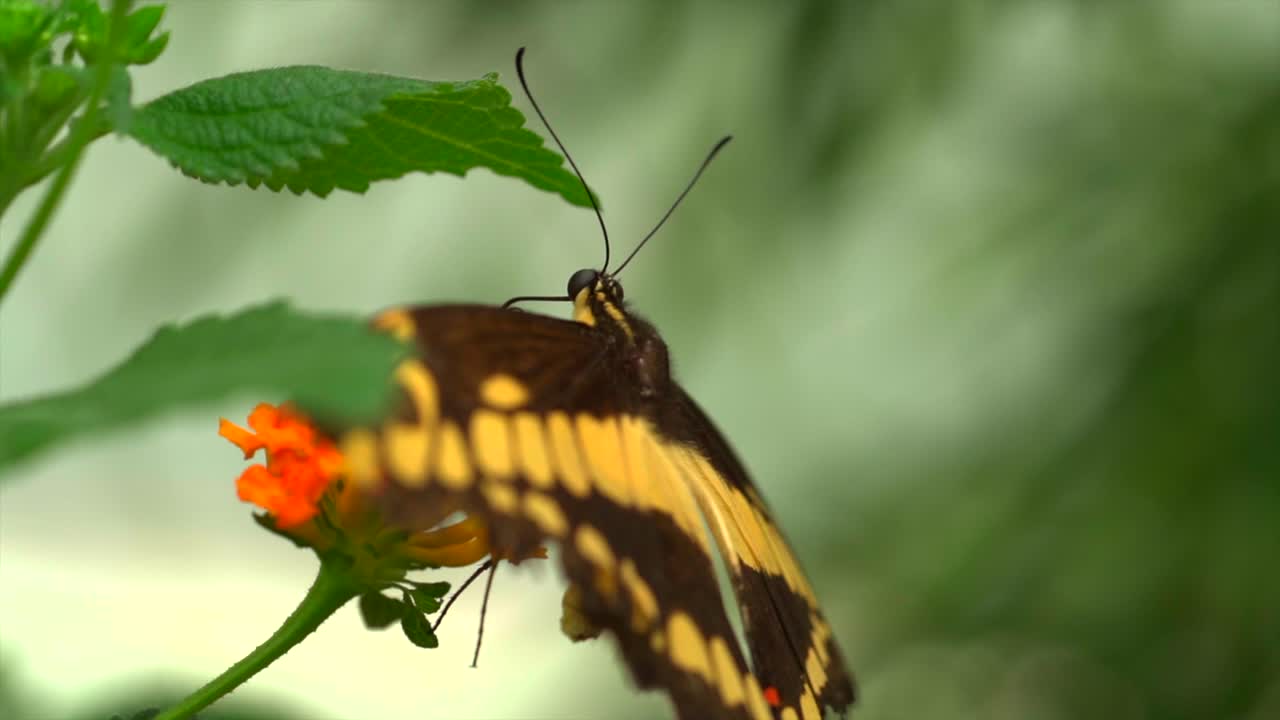 toma cinematográfica de una mariposa de color negro y amarillo sentada sobre una planta verde en la naturaleza, macro