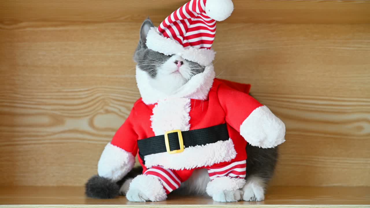 un gracioso gato vestido de santa claus con los ojos cubiertos por la gorra
