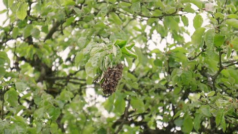 Una-Colmena-De-Abejas-En-Lo-Alto-De-Un-árbol-Se-Balancea-Suavemente-Con-El-Viento-Rodeada-De-Abejas