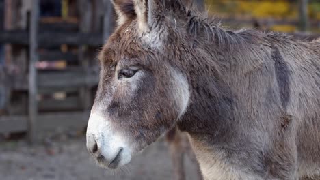 retrato de un burro viejo con pelo blanco y gris dentro de una valla en una granja con otros animales