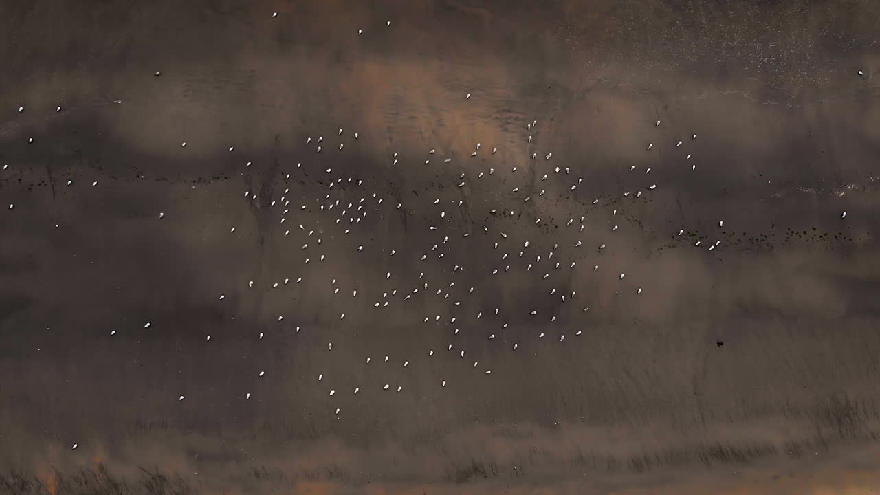 이것은 수백 마리의 흰 갈매기가 서서 + 모래 위에서 함께 날아가는 독특한 해변의 관점입니다.