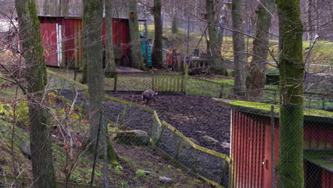 scandinavian pig wading in fenced mire in sustainable community farm - sweden