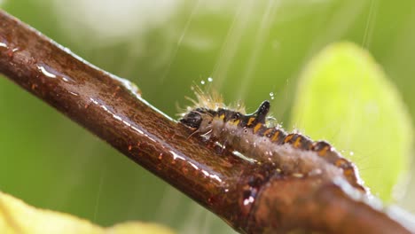 Yellow-tail-moth-(Euproctis-similis)-caterpillar,-goldtail-or-swan-moth-(Sphrageidus-similis)-is-a-caterpillar-of-the-family-Erebidae.-Caterpillar-crawls-along-a-tree-branch-on-a-green-background.