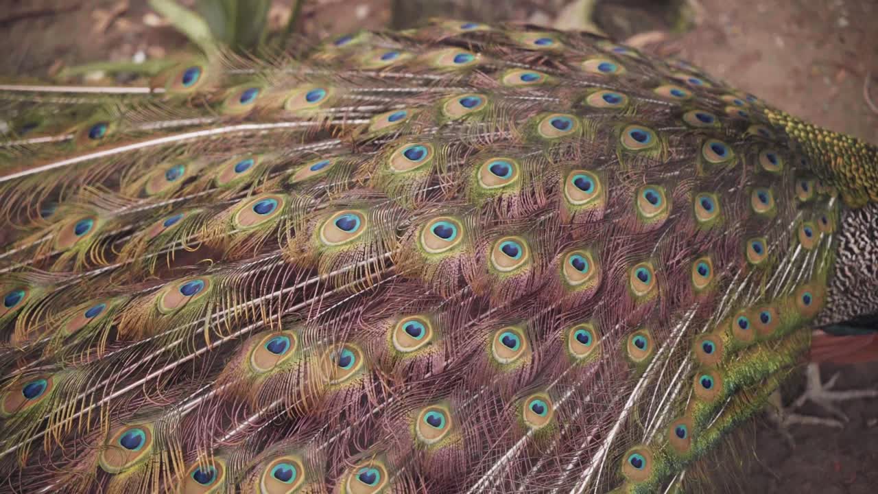 pavo real cerrando su tren, plumas de cola en el zoológico