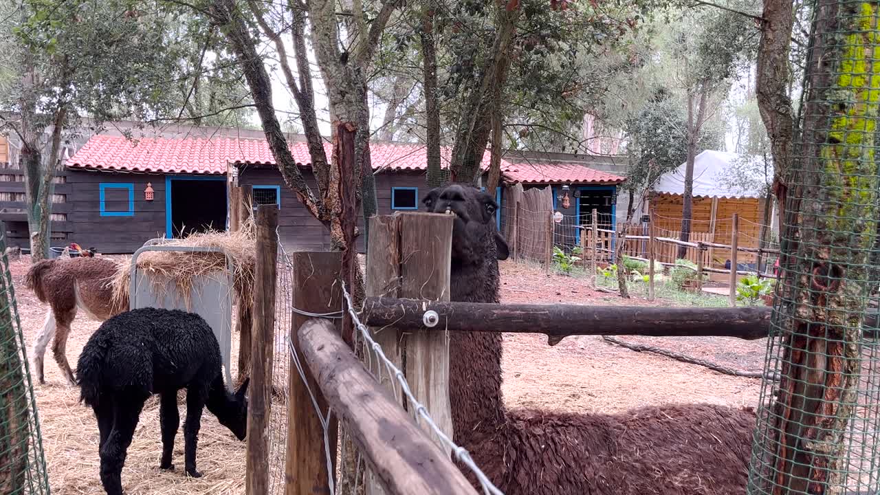 vista de cerca de la familia de llamas suaves comiendo y pastando en su casa