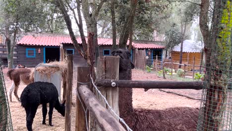 close view of gentle llama family eating and grazing at their home
