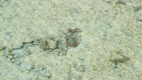 Static-shot-of-Bluespotted-ribbontail-ray-in-Red-Sea