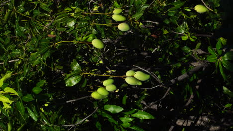 Primer-Plano-De-La-Maduración-Del-árbol-De-Mango