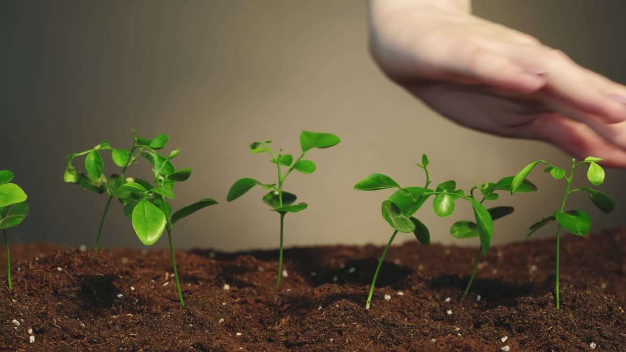 coltivazione delle piante piantagione della terra giorno di mani piantine set 2