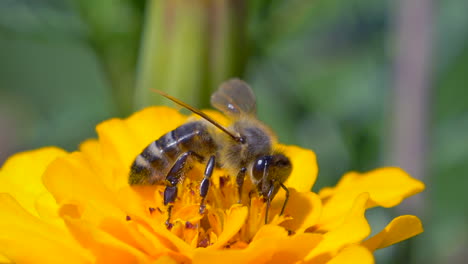 Majestic-bee-in-yellow-flower-gathering-pollen-during-sunny-day,macro