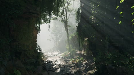 a path through a lush tropical jungle