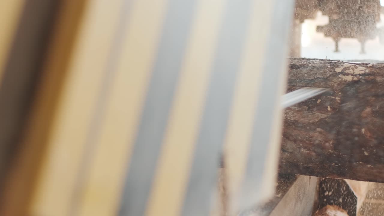 목재 생산 공장에서 기 기계에서 은 소나무 어리의 클로즈업. 기 공장에서 목재 재료 가공 및 절단. 목재 공장에서 제조 과정. 전력 기계에서 목재 기