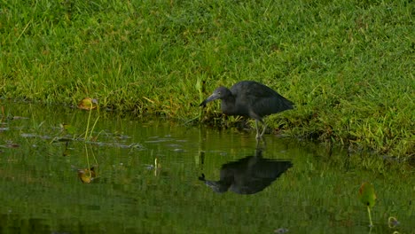 Little blue heron dunking its food in the water before eating