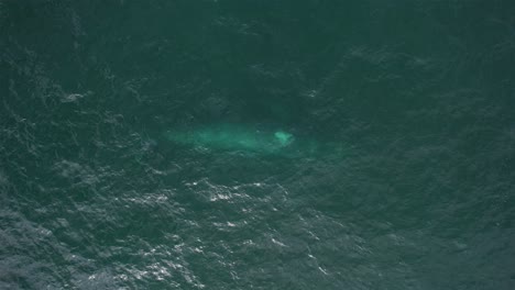 Vista-Aérea-Sobre-Ballena-Gris-Girando-Bajo-El-Agua---De-Arriba-Hacia-Abajo,-Disparo-De-Drones