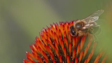 Super-Makroaufnahme-Einer-Honigbiene,-Die-Eine-Blume-Bestäubt