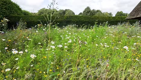 a lush garden with blooming daisies