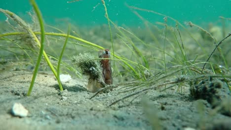 Octopus-Hiding-in-Seagrass,-Florida,-USA