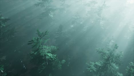 aerial sunrays in forest with fog