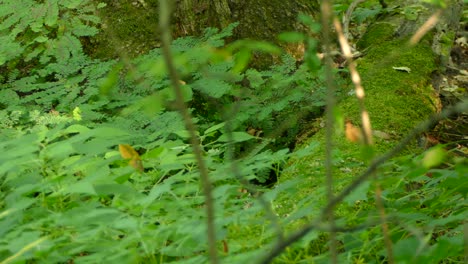 Cute-Red-squirrels-running-around-playing-with-each-other-on-fallen-trees