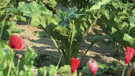 Cabbage-turnip--on-a-field-in-Bavaria,-Germany-1