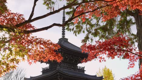 increíble cámara lenta panorámica a través de la pagoda enmarcada por los colores del otoño en japón