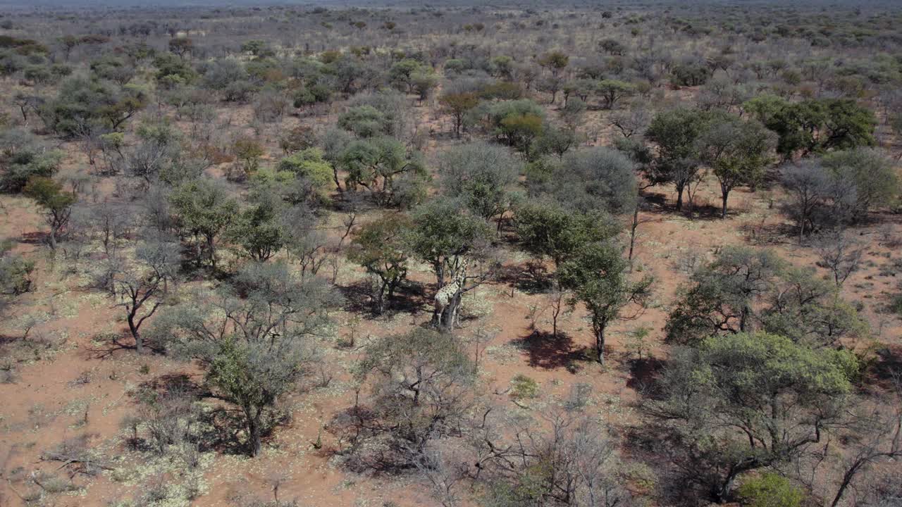 vista aérea de jirafa comiendo del árbol, meseta de waterberg, namibia